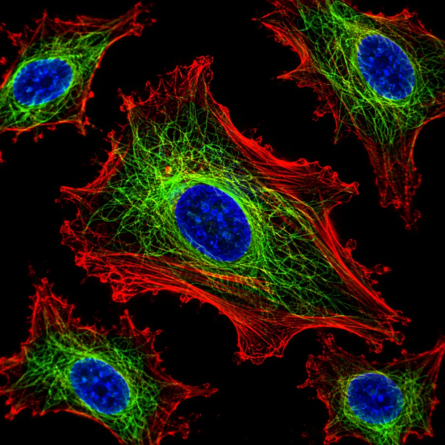 Confocal Fluorescence Study: Optical-section-like microscopic structures glowing in distinct fluorescent colors against deep black, crisp isolated planes and fine spatial detail.