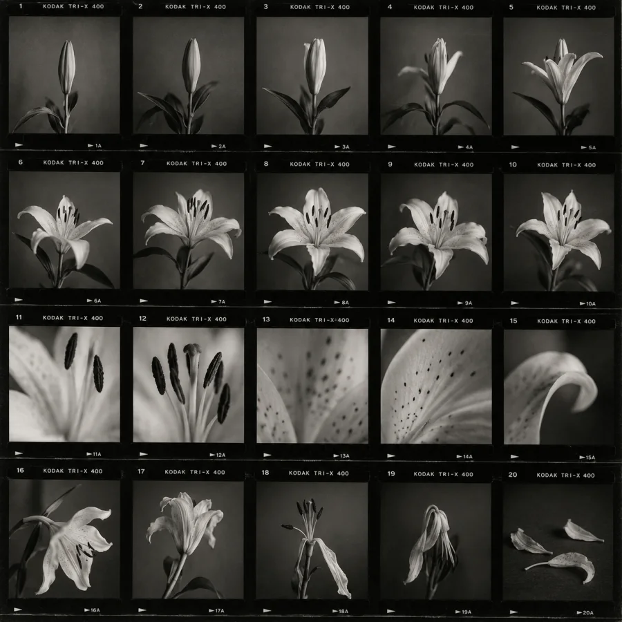 Photographic Contact Sheet: An orderly grid of related analog frames, slight exposure variation and a documentary sense of visual selection.